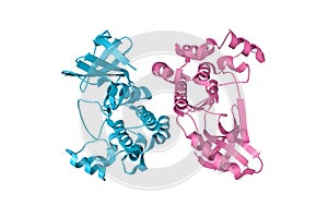 Human receptor-interacting protein kinase 1 domain in complex with a novel inhibitor. 3d illustration