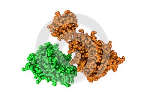Human recombinant Gla-domainless prothrombin mutant. Rendering with differently colored protein chains. 3d illustration
