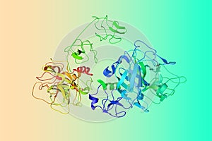 Human recombinant Gla-domainless prothrombin mutant. Ribbons diagram. Rainbow coloring from N to C. 3d illustration