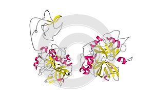 Human recombinant Gla-domainless prothrombin mutant. Ribbons diagram in secondary structure coloring. 3d illustration