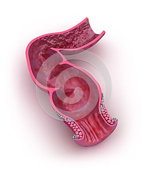 Human rectum, 3D model