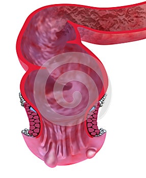 Human rectum, 3D model isolated on whitre