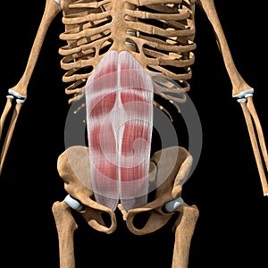 Human rectus abdominis muscles on skeleton