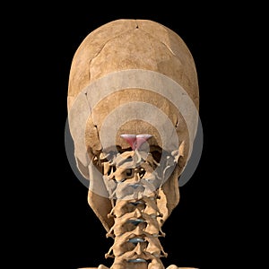 Human rectus capitis posterior minor muscles on skeleton