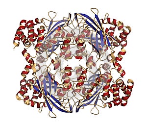 Human red blood cell catalase. Protects cell from damage by reactive oxygen species (ROS