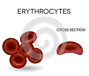 Human red blood cells erythrocytes