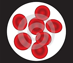 Human red blood cells vector illustration