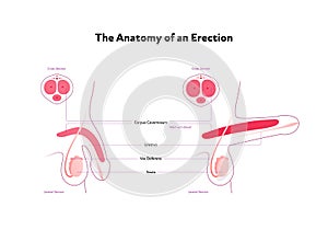 Human reproductive system anatomy inforgaphic chart. Vector flat healthcare illustration. Male erected penis with text. Side view