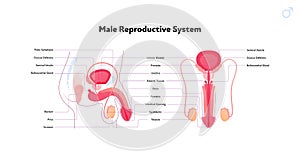 Human reproductive system anatomy inforgaphic chart. Vector flat healthcare illustration. Male penis and testicles with name
