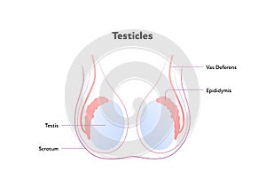 Human reproductive system anatomy inforgaphic chart. Vector flat healthcare illustration. Male testicles with text diagram. Front