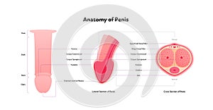 Human reproductive system inforgaphic chart. Vector flat healthcare illustration. Male penis anatomy with text. Cross and lateral