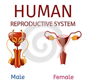 Human Reproductive System Male and Female Genitals