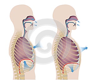 Human respiration Inhalation and Exhalation