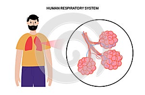 human respiratory system