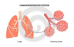 human respiratory system