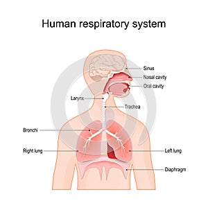 Human respiratory system