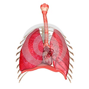 Human Respiratory System