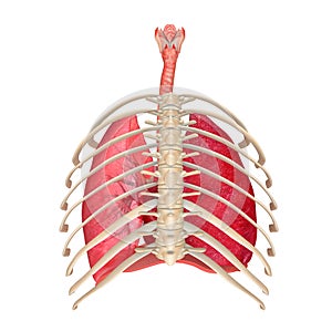 Human Respiratory System