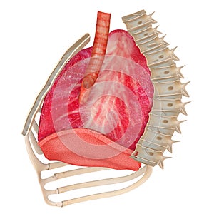 Human Respiratory System