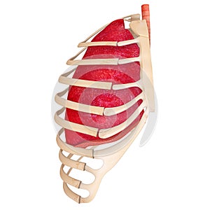 Human Respiratory System