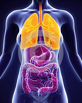 Human Respiratory System