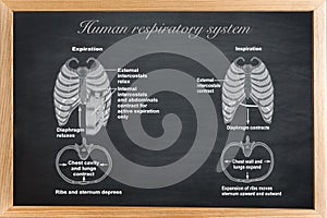 The Human respiratory system