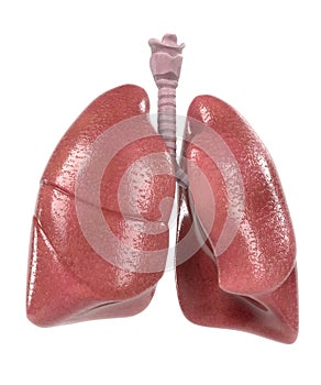 Human respiratory system