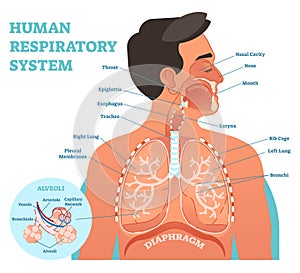 Human Respiratory System anatomical vector illustration, medical education cross section diagram with lungs and alveoli.