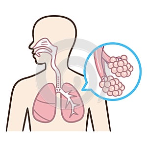 Human Respiratory System anatomical vector illustration, medical education cross section diagram with nasal cavity, throat,