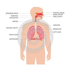 Human respiratory system anatomy