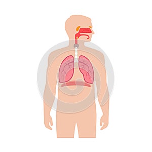 Human respiratory system anatomy