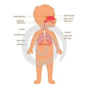 Human respiratory system anatomy, photo