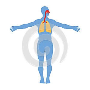 Human respiratory system anatomy, isolated on white background.