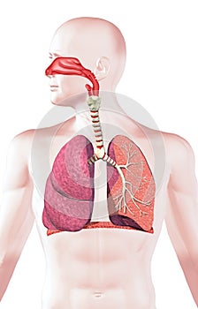 Human respiratory system, cross section. photo