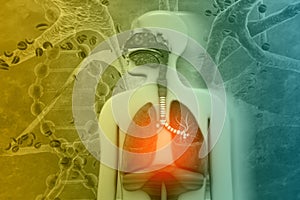 Human Respiratory System