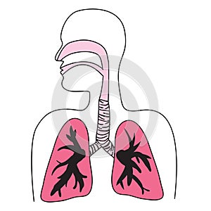 Human Respiratory System Diagram photo