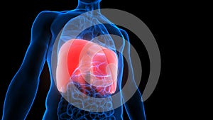 Human Respiratory System Diaphragm Anatomy