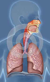 Human respiratory system illustration