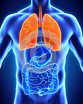 Human Respiratory System photo