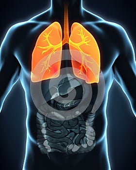 Human Respiratory System photo
