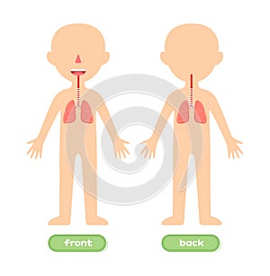 Human Respiratory System and Kid Body Template. Illustration for Study of Anatomy. Front Back view. Education for Little Children