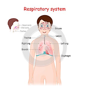 Human respiratory system for kids