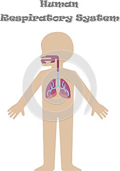 Human respiratory system for kids photo