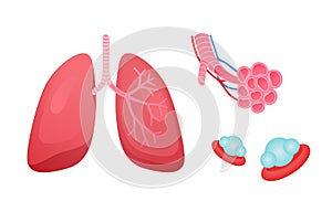 human respiratory system lung structure pulmonary bronchioles and alveoli with capillary network white isolated background flat