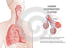 Human Respiratory System, lungs, alveoli. Vector Anatomy illustration.