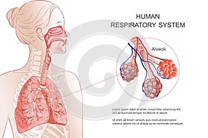 Human Respiratory System, lungs, alveoli. Vector Anatomy illustration. photo