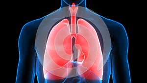 Human Respiratory System Lungs Anatomy