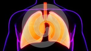 Human Respiratory System Lungs Anatomy