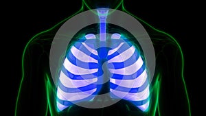 Human Respiratory System Lungs Anatomy