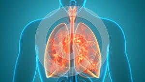 Human Respiratory System Lungs Anatomy